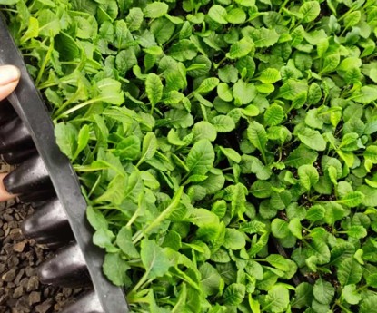 報(bào)春花（穴盤苗）